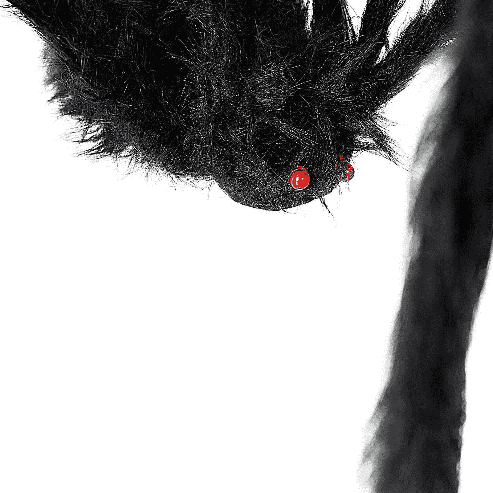 Araña Gigante para disfraz - Image 3