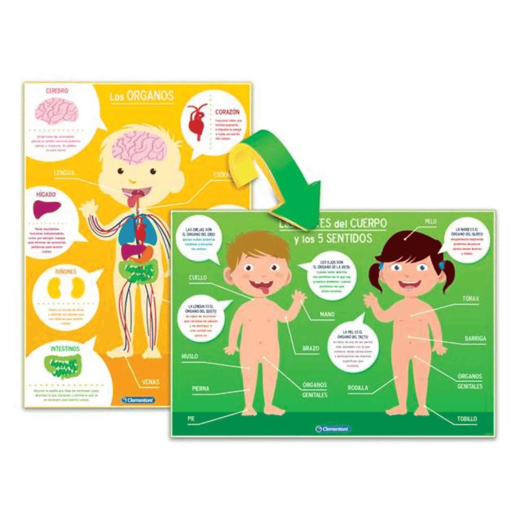 Juego Aprendo el Cuerpo Humano - Image 4