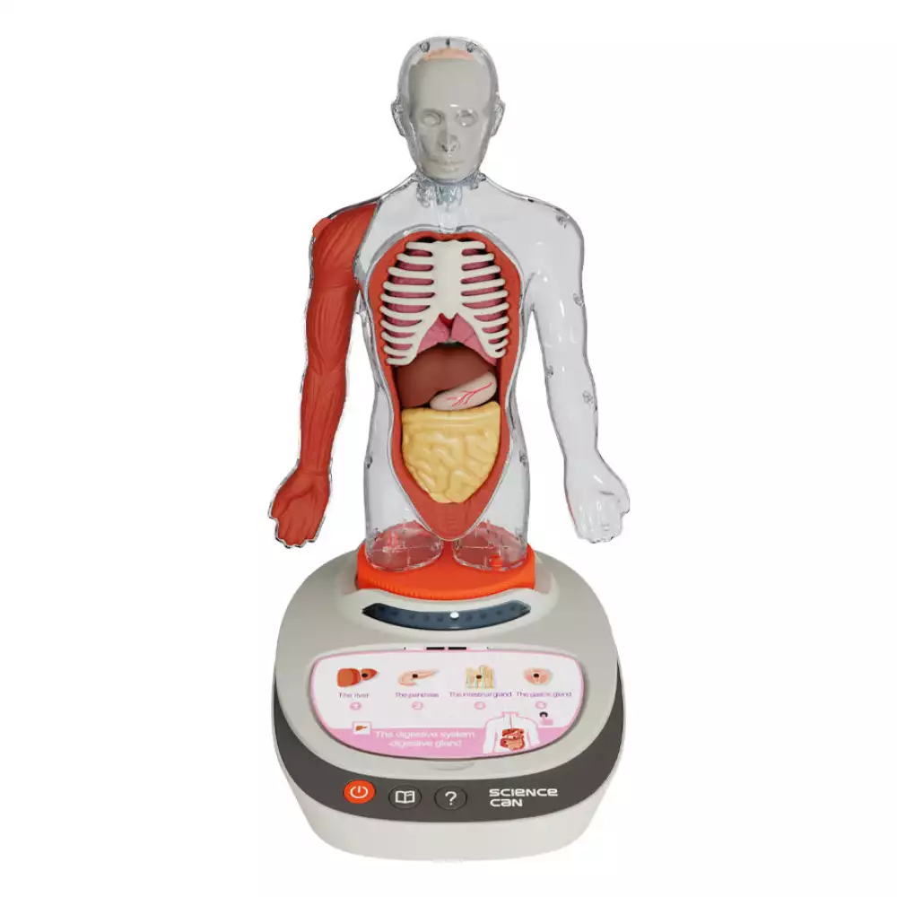 Mi Cuerpo Vozpedia 3D anatómico interactivo