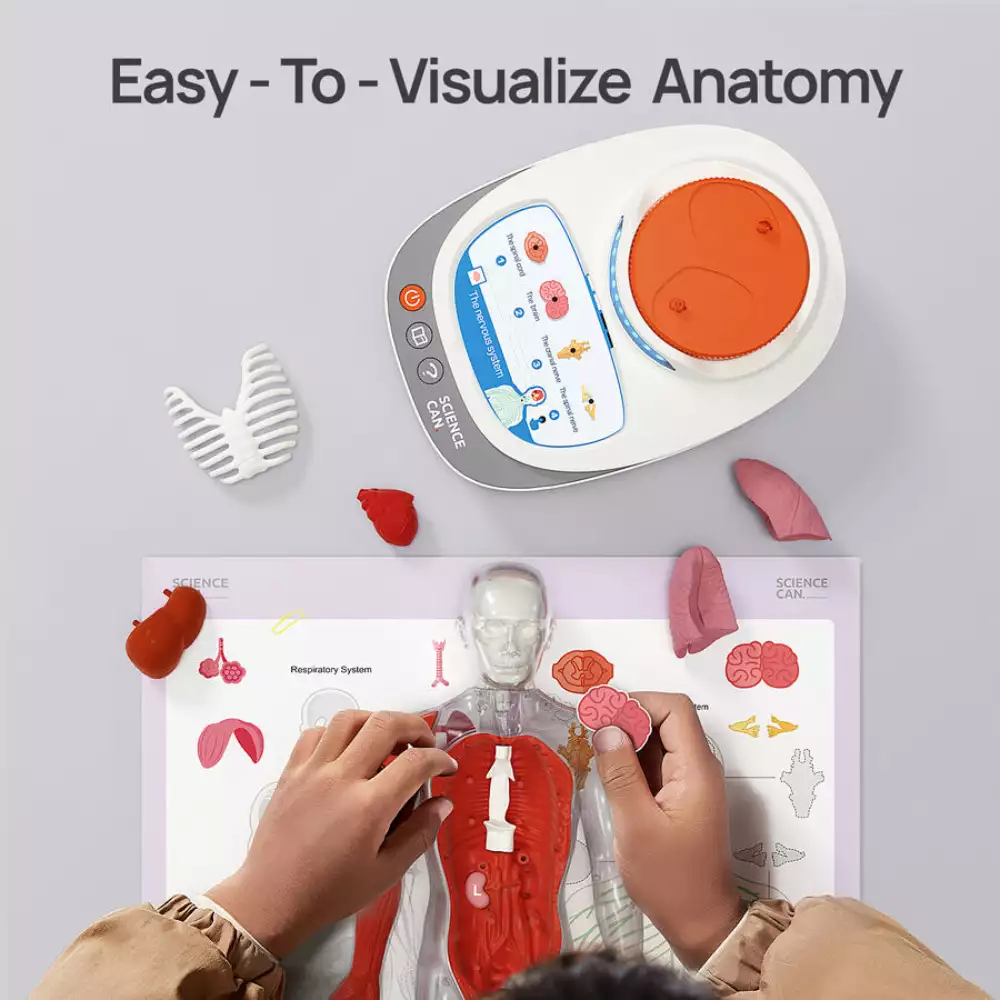 Mi Cuerpo Vozpedia 3D anatómico interactivo - Image 4