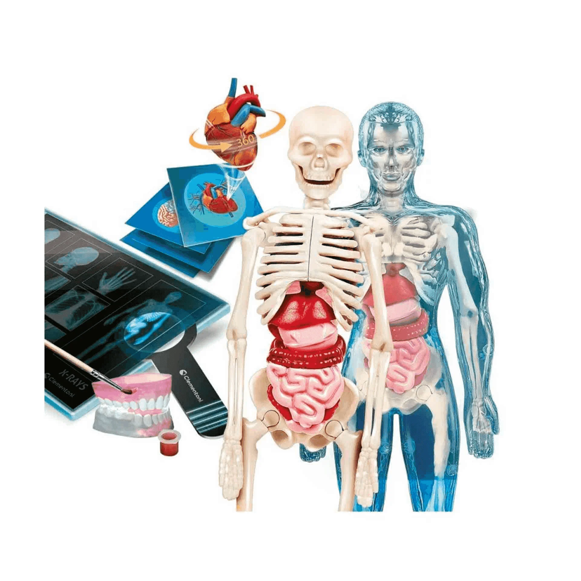 Superanatomía Ciencia Y Juego - Image 4