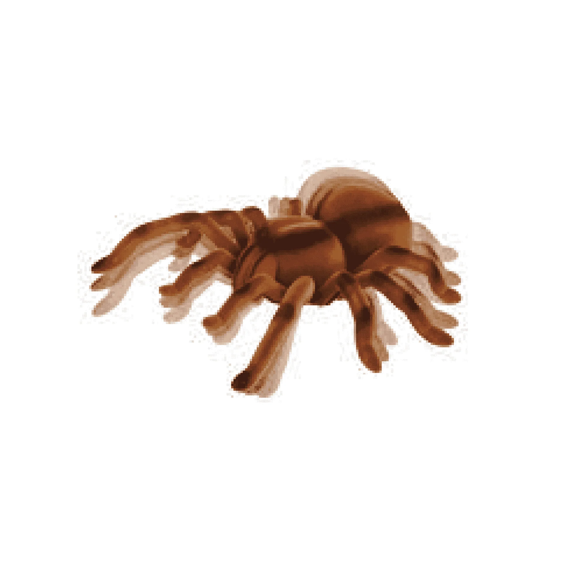 Tarántula Radio Control - Image 2
